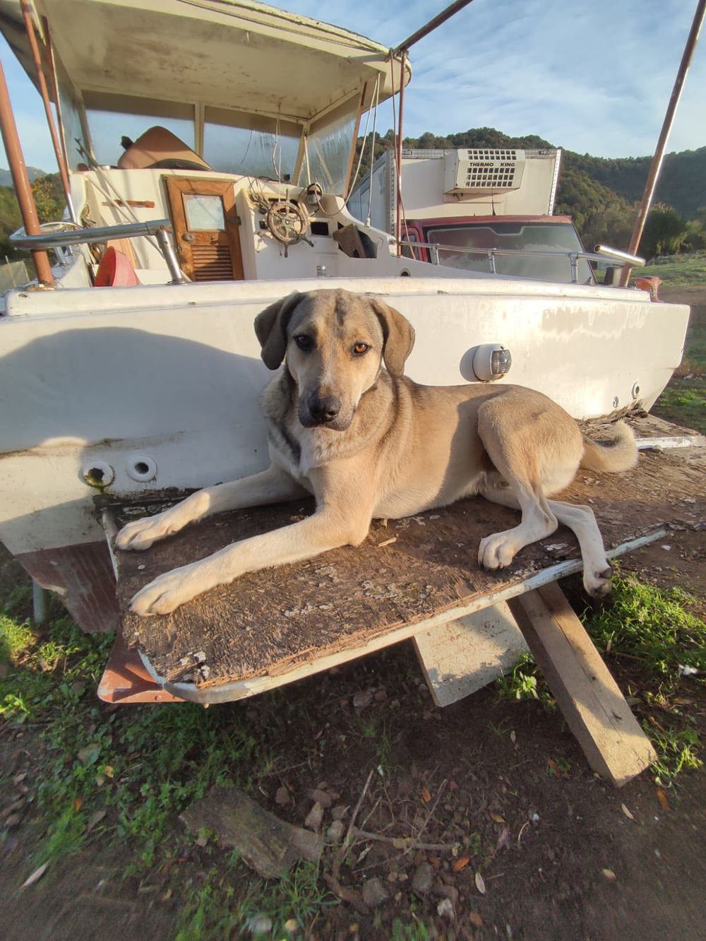 Murphy ein toller Junghund