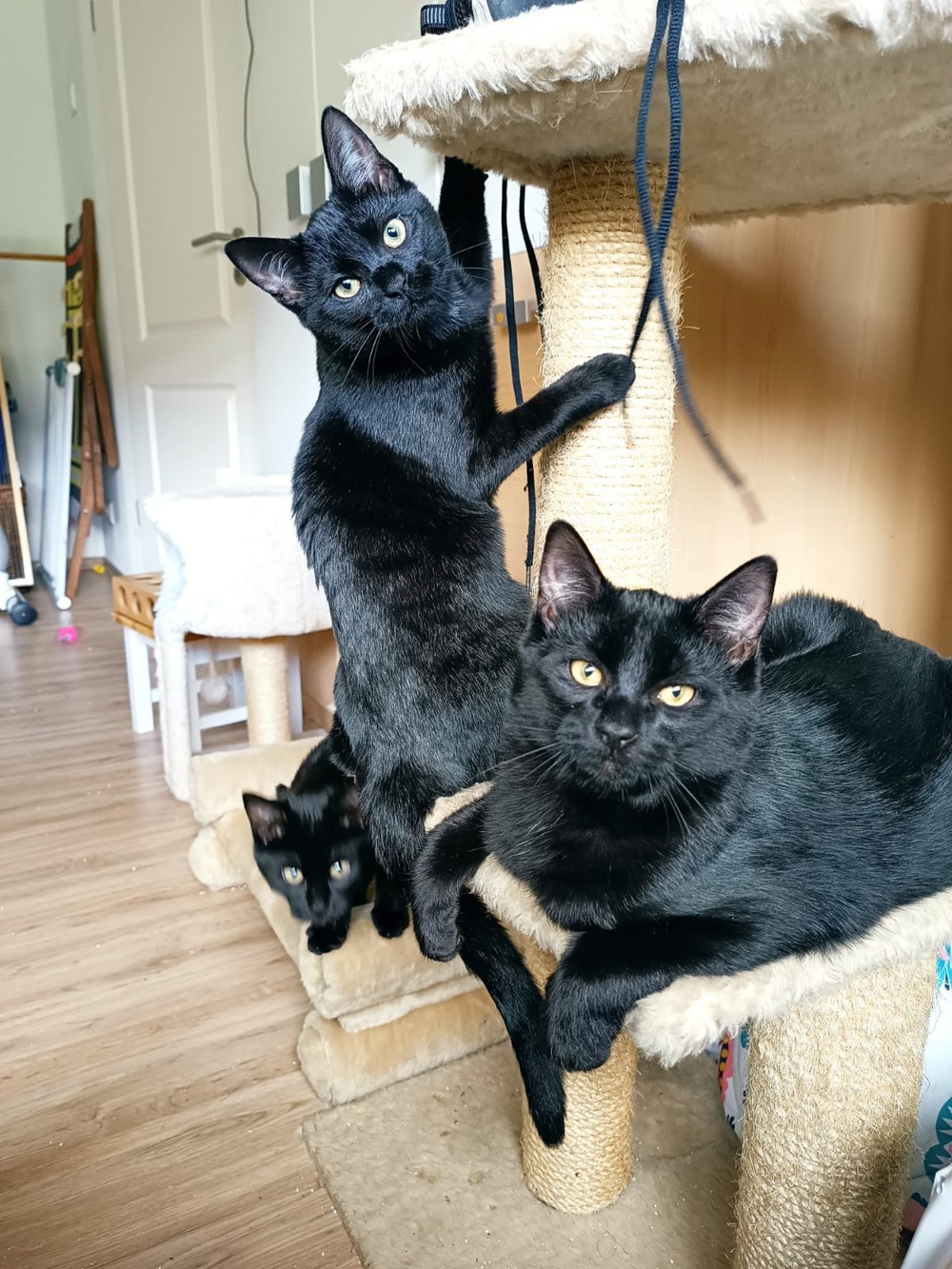 3 Kätzchen suchen ihr Zuhause  