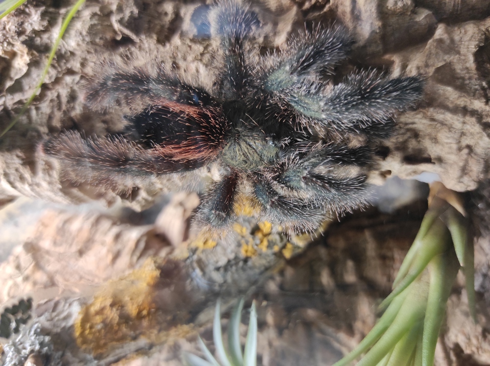 0.1 Avicularia juruensis M2 adult 