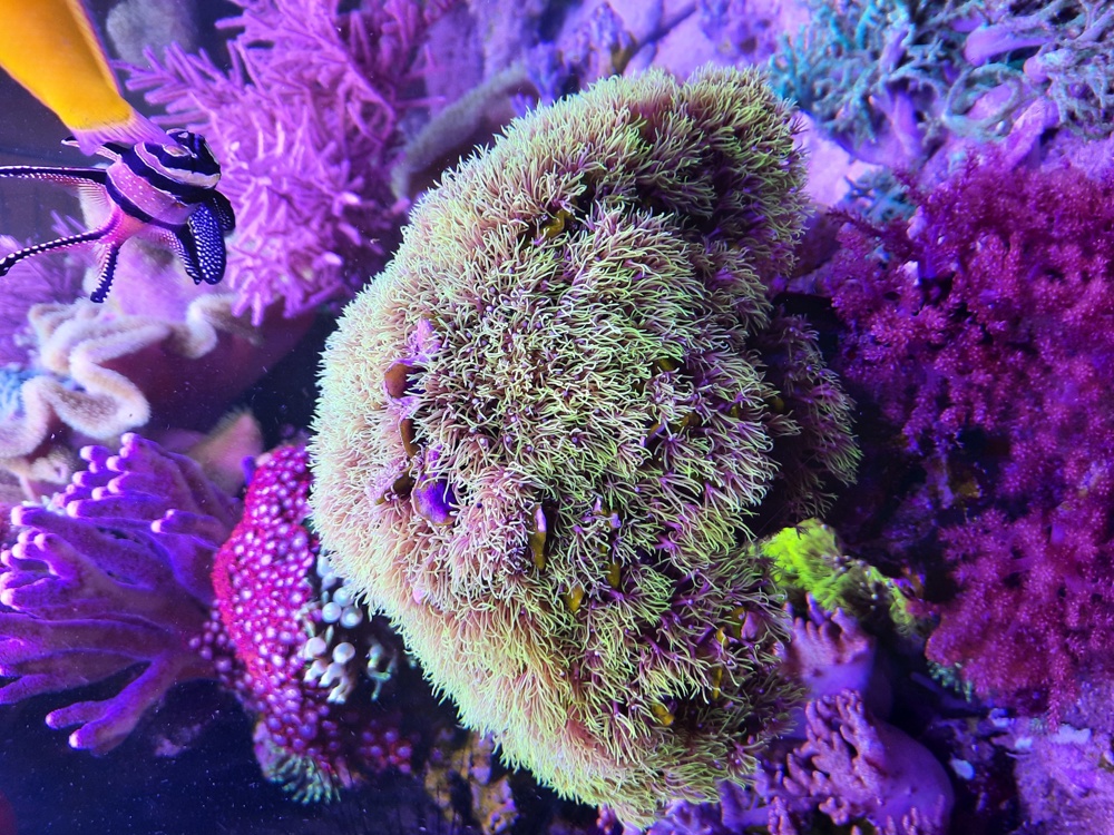 grüne Röhrenkoralle Affenhaar Koralle Meerwasser Aquarium Anfängerkoralle Weichkoralle Ableger