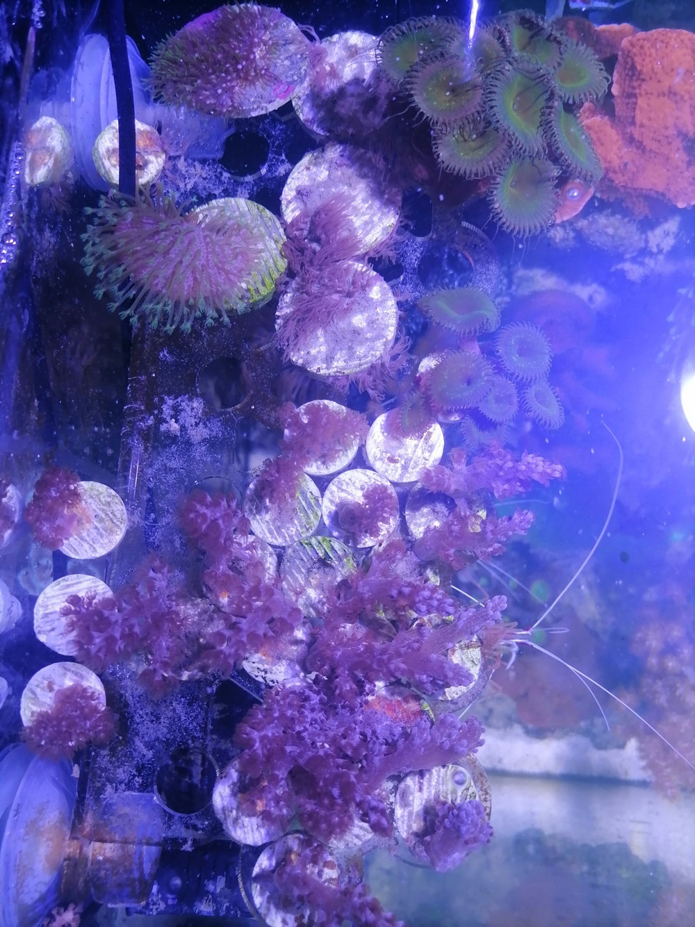 Korallen Ableger + Stein voller Affenhaar