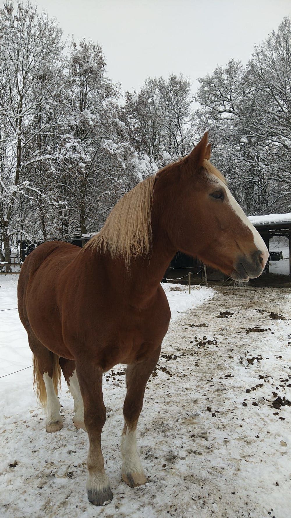 Pflegebeteiligung Reitbeteiligung 