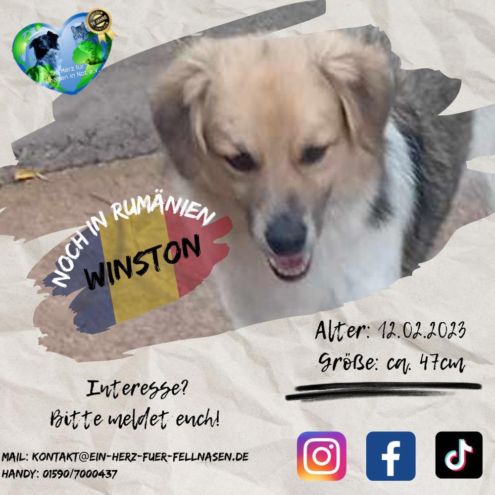 Junghund Winston in Rumänien