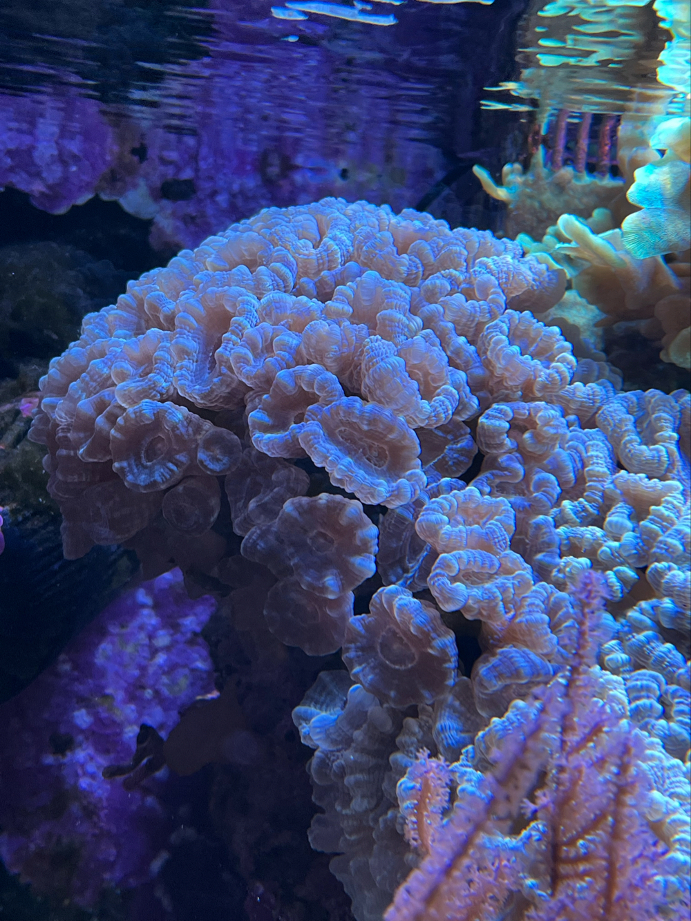 Meerwasser Koralle Caulastraea