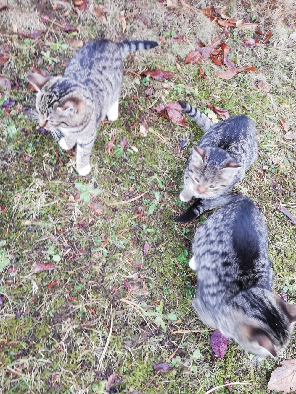 3 süße Katzenjunge suchen dringend ein zu Hause