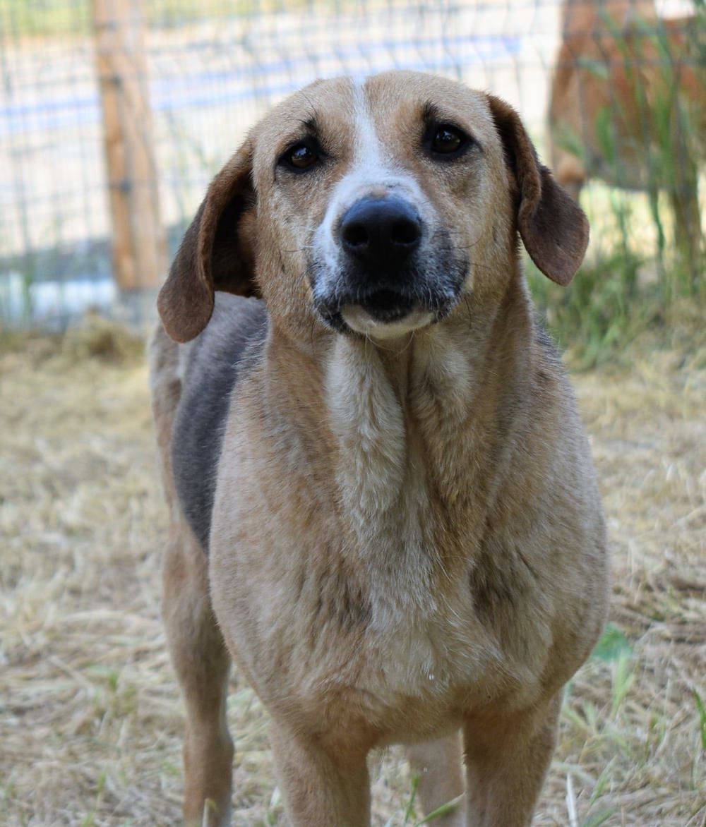 Willow, eine taffe Hundedame, sucht ein Körbchen in Deutschland