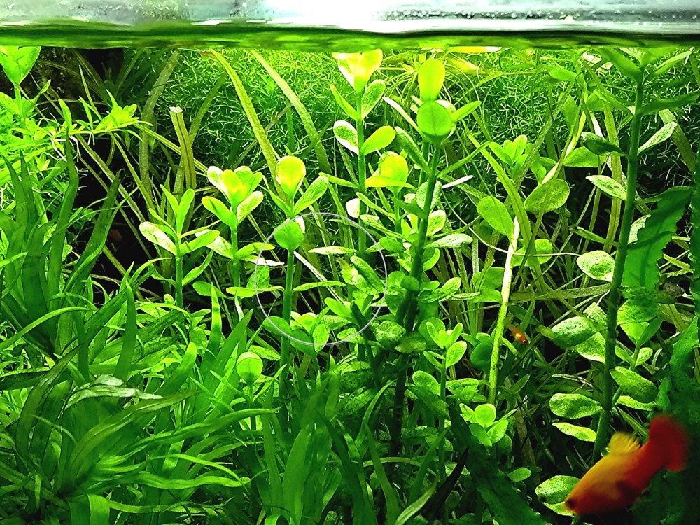 Fettblatt,  Aquariumpflanze, Versand  Abholung