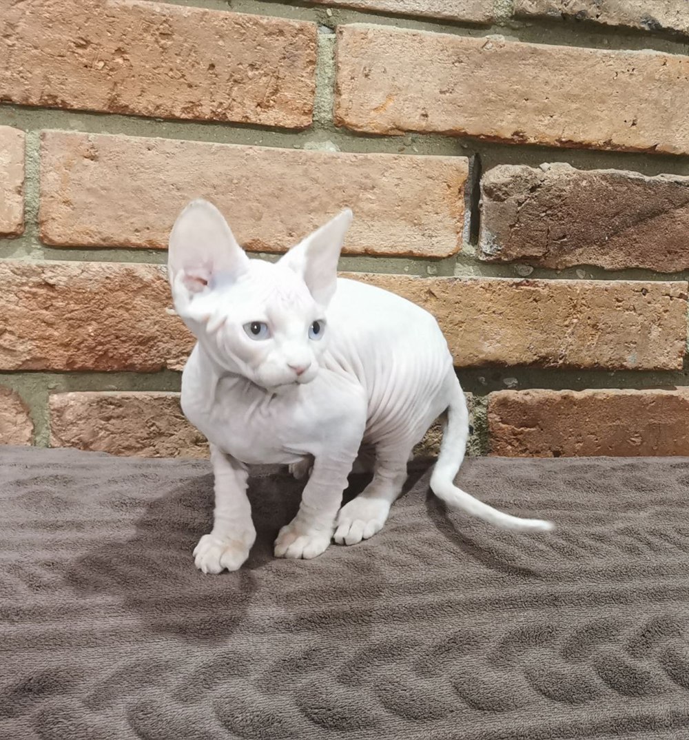 Weißes Sphynx-Kätzchen