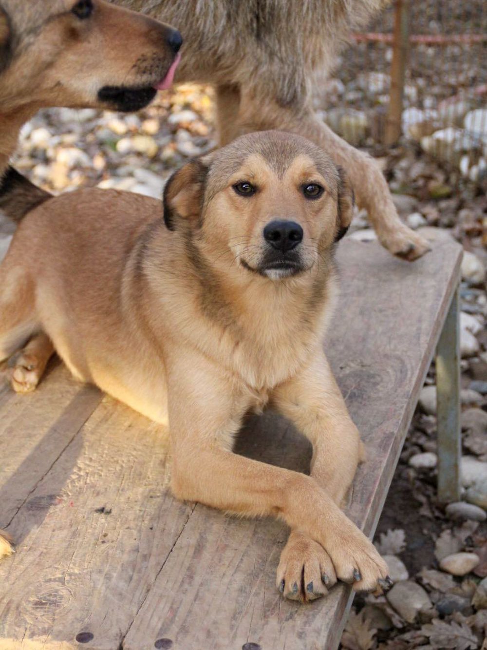 BONGO - Herzenshund zum Verlieben! (Video)