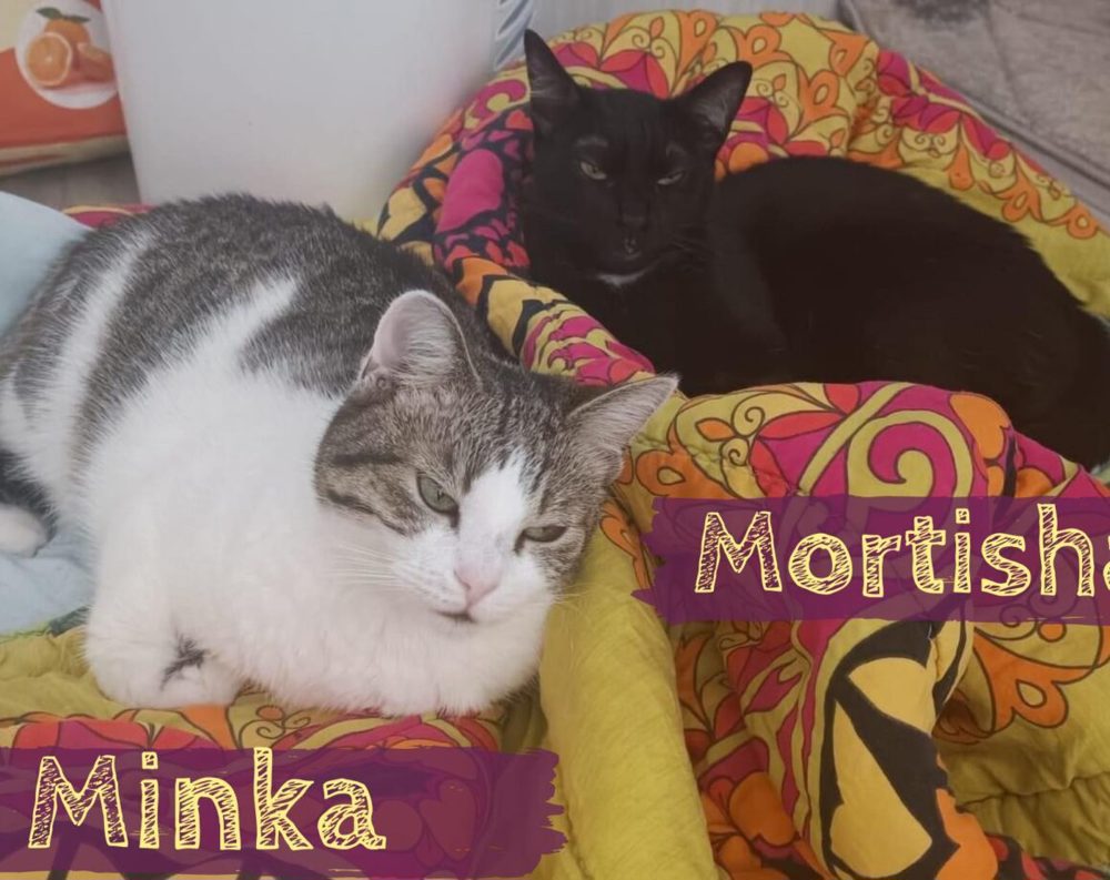 Schenkst du MINKA&MORTISHA ein Zuhause?