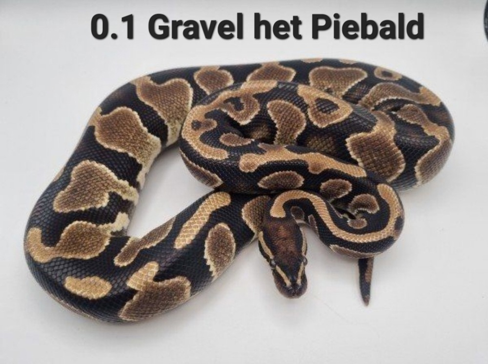  0.1 Gravel het Piebald 1400g Sub-Adult Königspython Python Regius Schlange