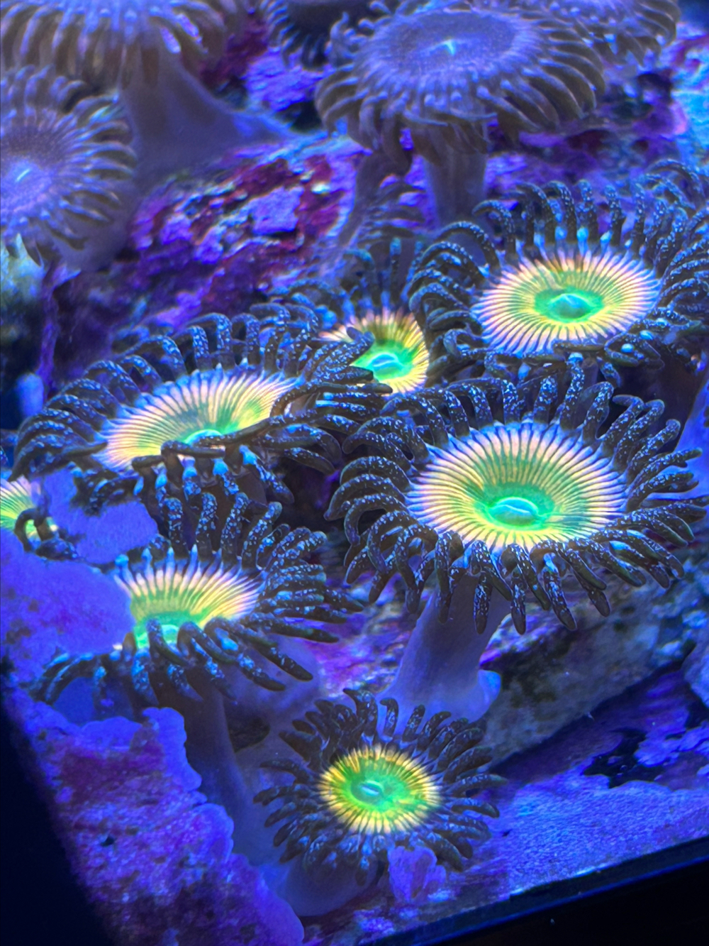 zoanthus koralle ableger meerwasser