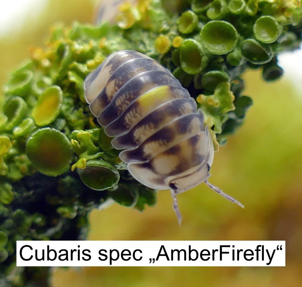 Biete NZ von Cubaris spec "Amber Firefly"