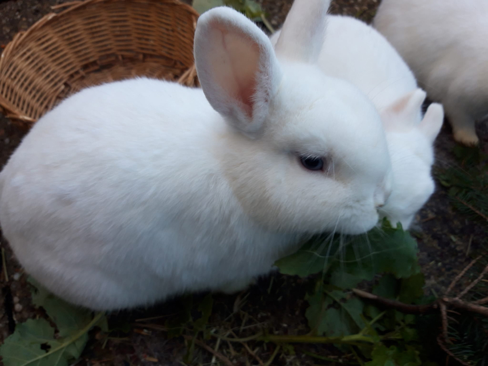 Zwerg kaninchen mit blaue Augen