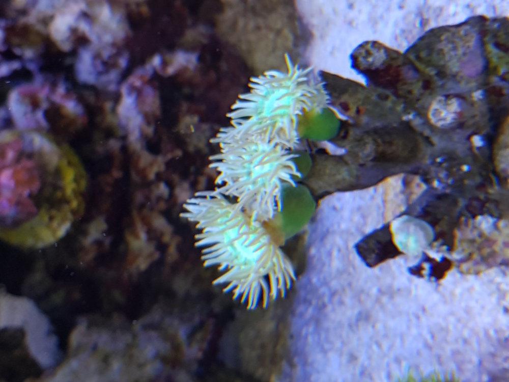 Meerwasser Korallen Gorgonie , Goniopora , Stylopora