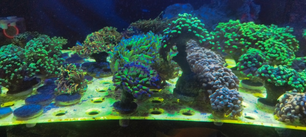Meerwasser Ableger Korallen 