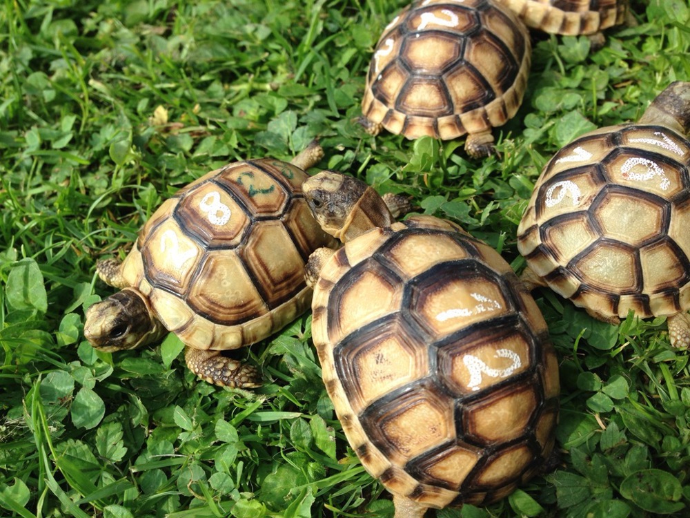 Breitrandschildkröten Testudo Marginata Nachzuchten aus Freiland Zucht mit Papieren abzugeben.  