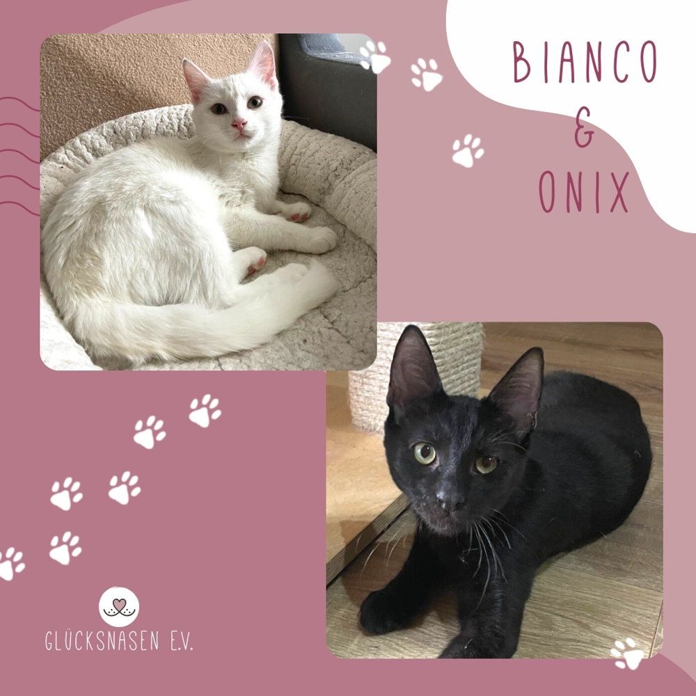 Kater Bianco und Onix möchten gern reisen