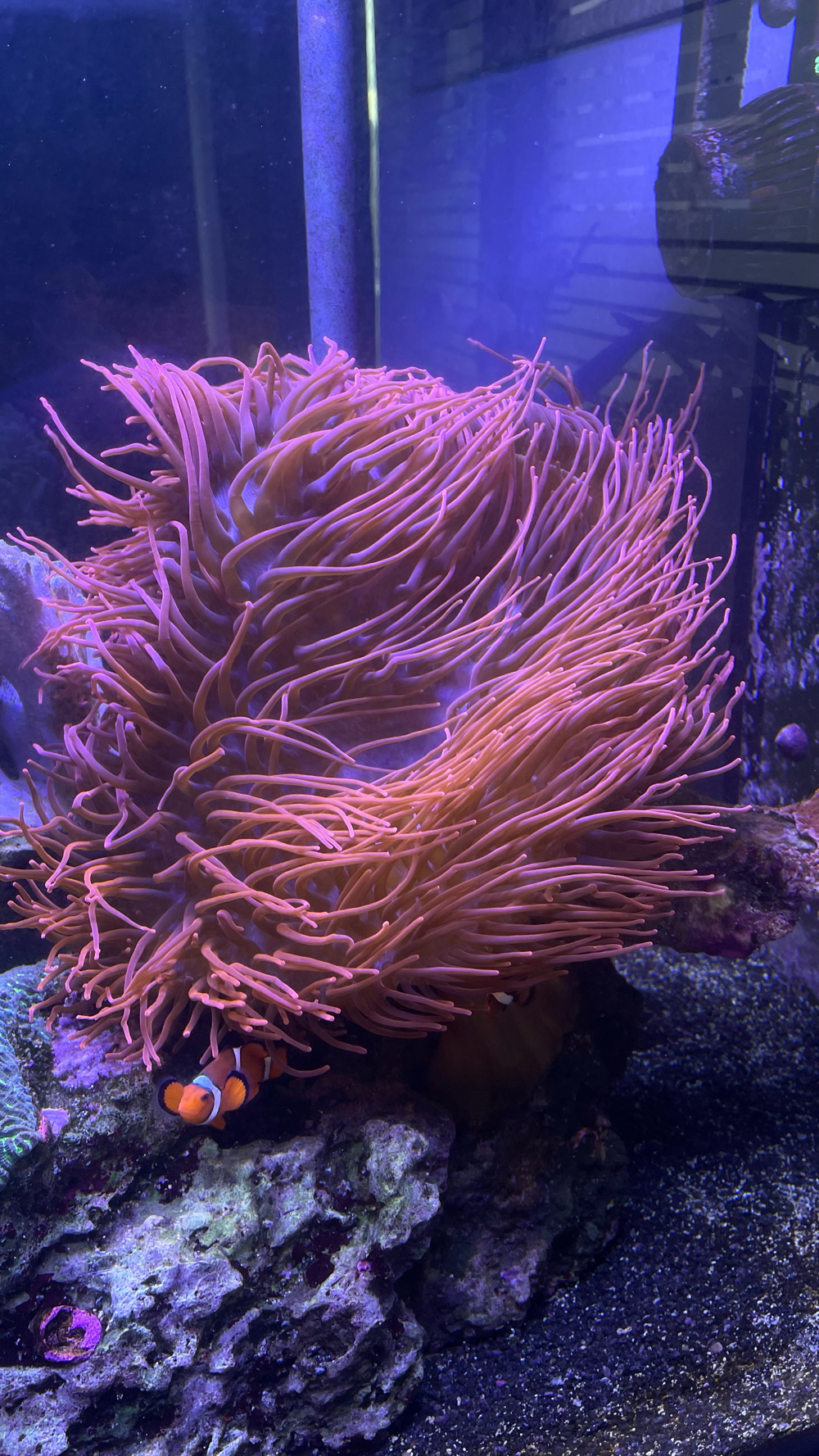 Kupferanemone Entacmaea quadricolor Koralle