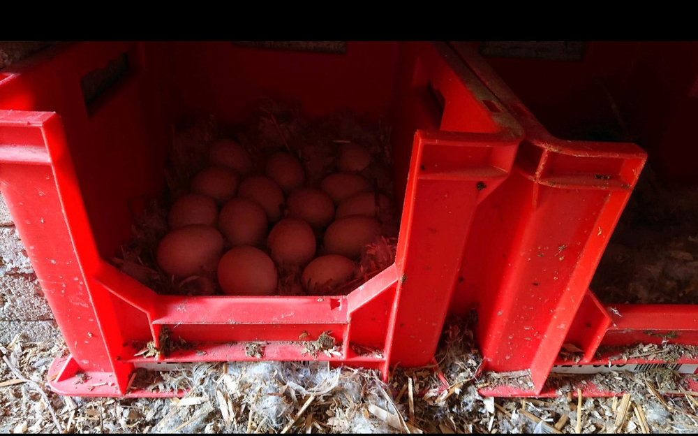 Enten lege Kiste Nest sehr zu empfehlen