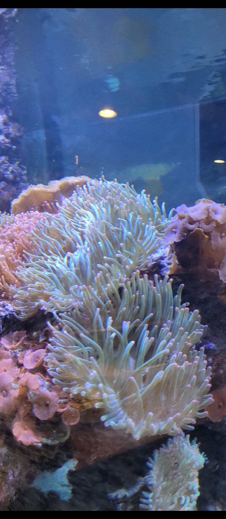 Meerwasser Anemonen zu verkaufen 