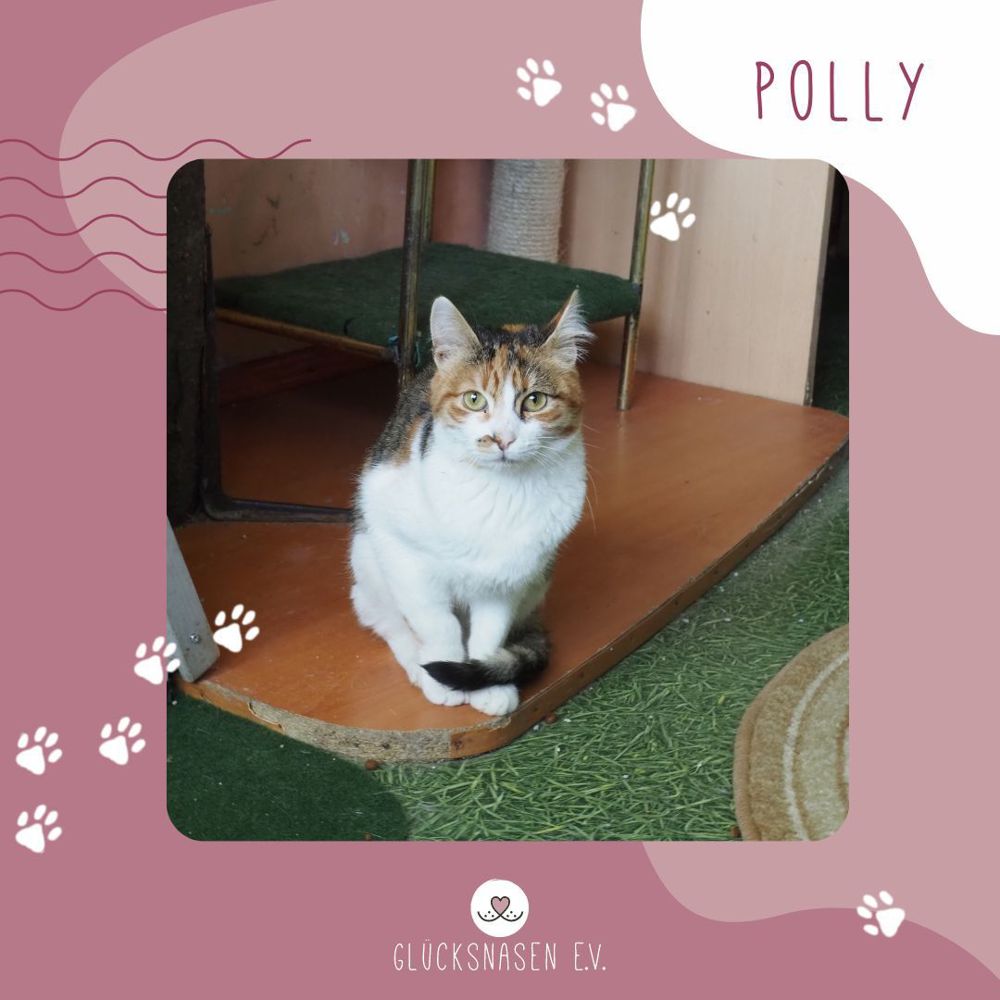 Kätzchen Polly sucht sehnsüchtig nach Dir
