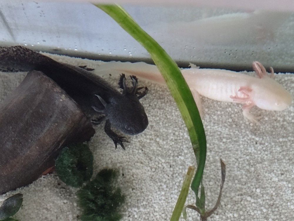 2 Axolotl (2,5 Jahre alt) + hailea HC 150 A Kühlungspumpe + 240l Aquarium