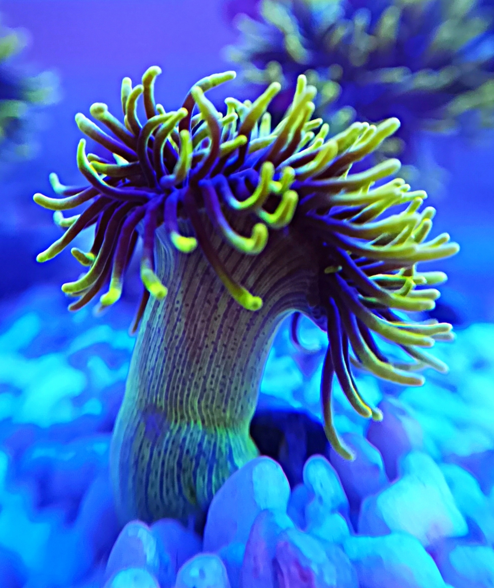 Korallenableger kleine Anemone
