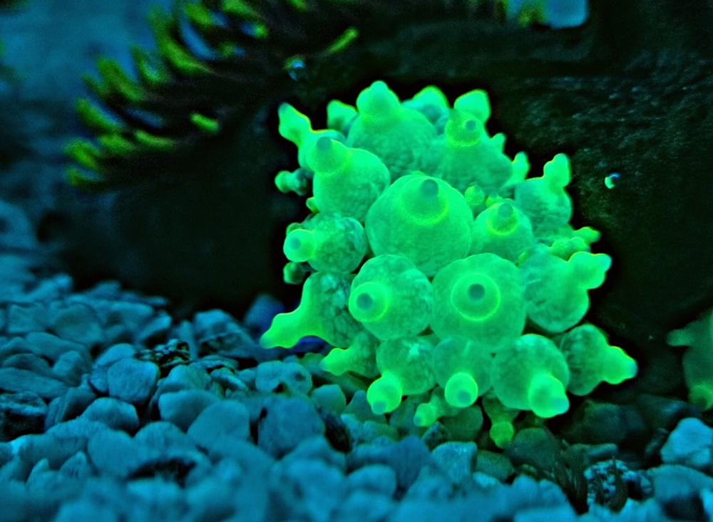 Korallenableger Crassa Anemone