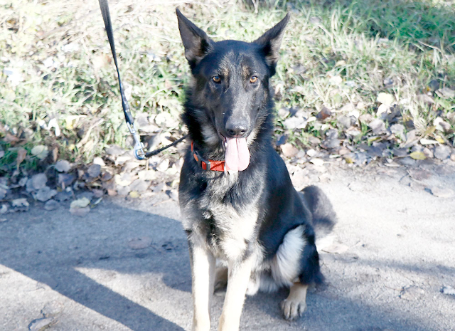 Galoca, freundlicher Junghund, ca. 10 Monate, ca. 60 cm, ca. 22 kg