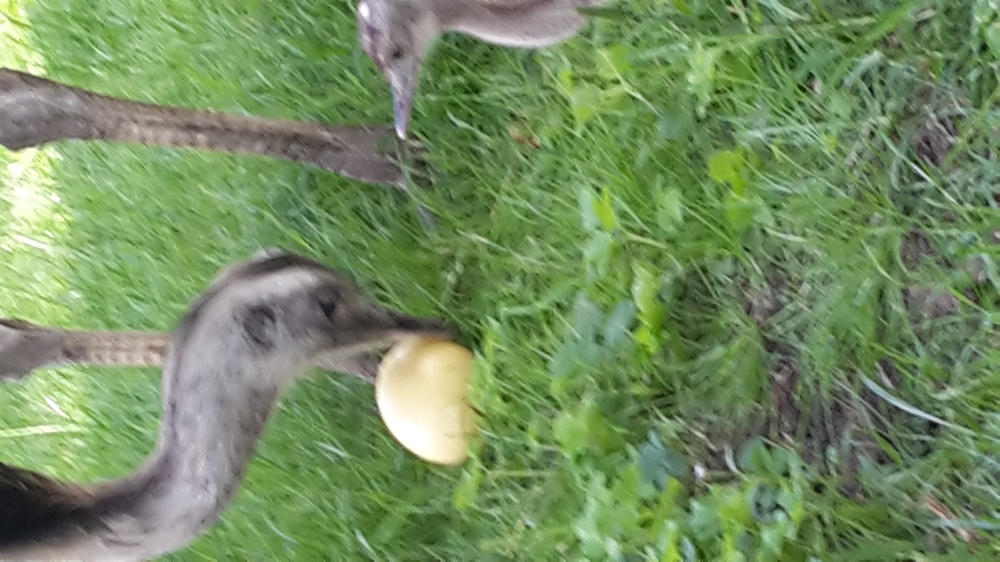 Nandu Nandus Küken frische Eier 