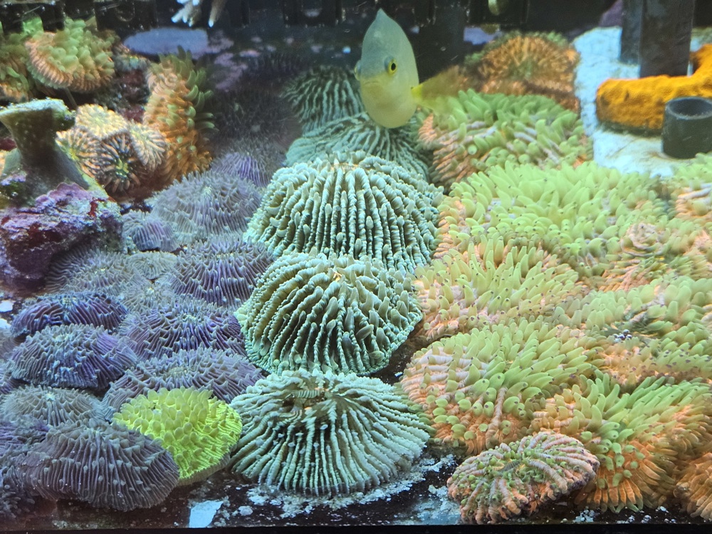 Korallen Ableger Meerwasser Aquarium 