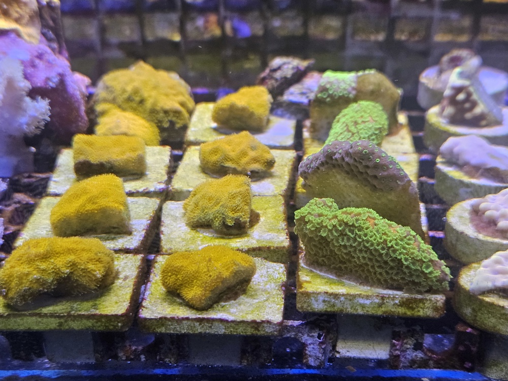 Korallen Ableger Meerwasser 