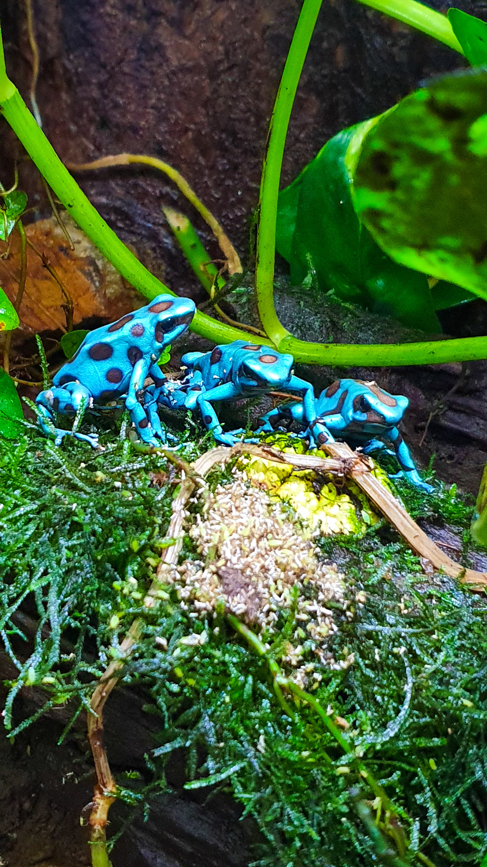 Diverse Nachzuchten Dendrobaten Dendrobates auratus Frösche Pfeilgiftfrösche abzugeben