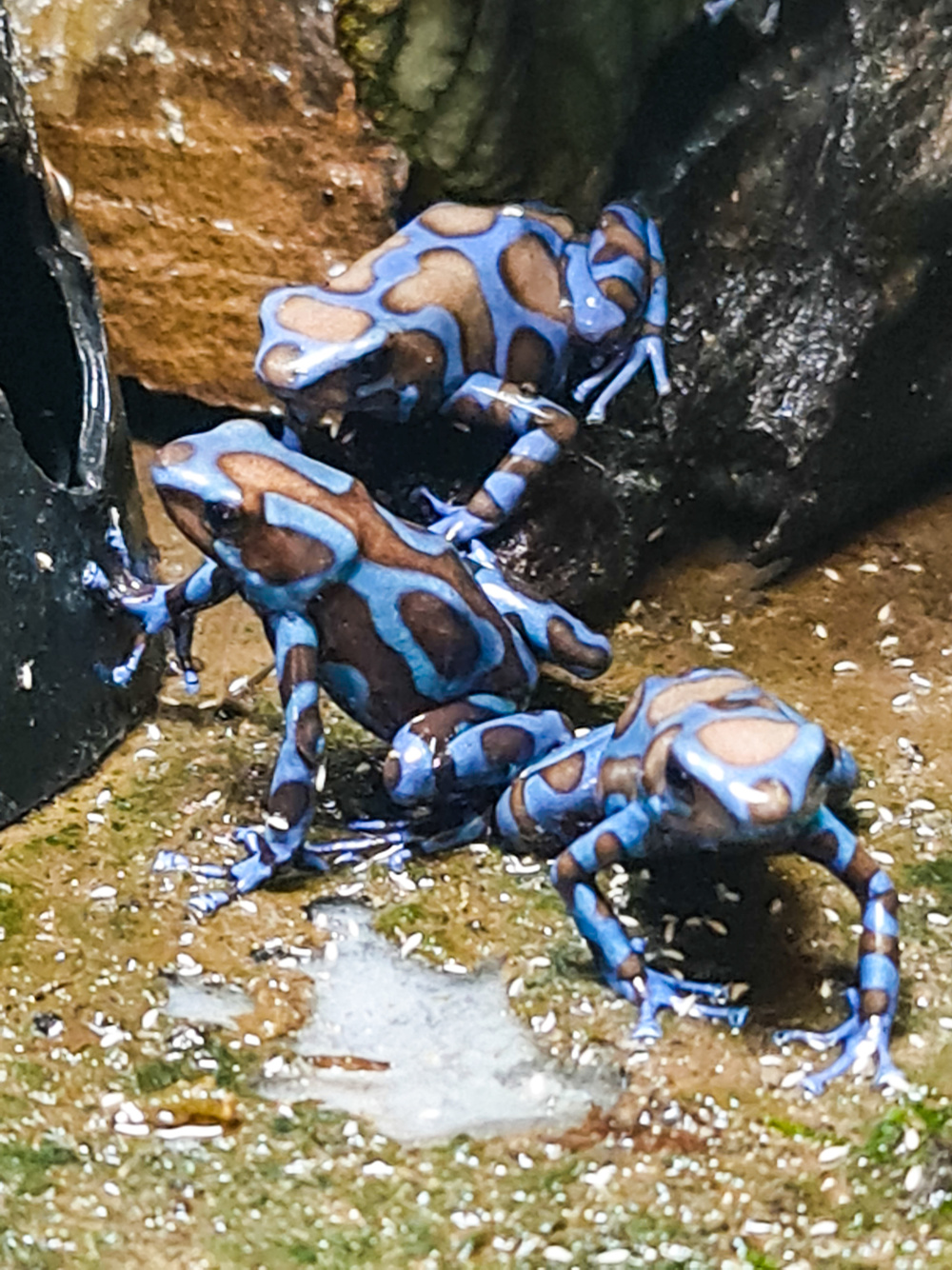 Nachzuchten Dendrobaten Dendrobates Pfeilgiftfrösche Frösche abzugeben