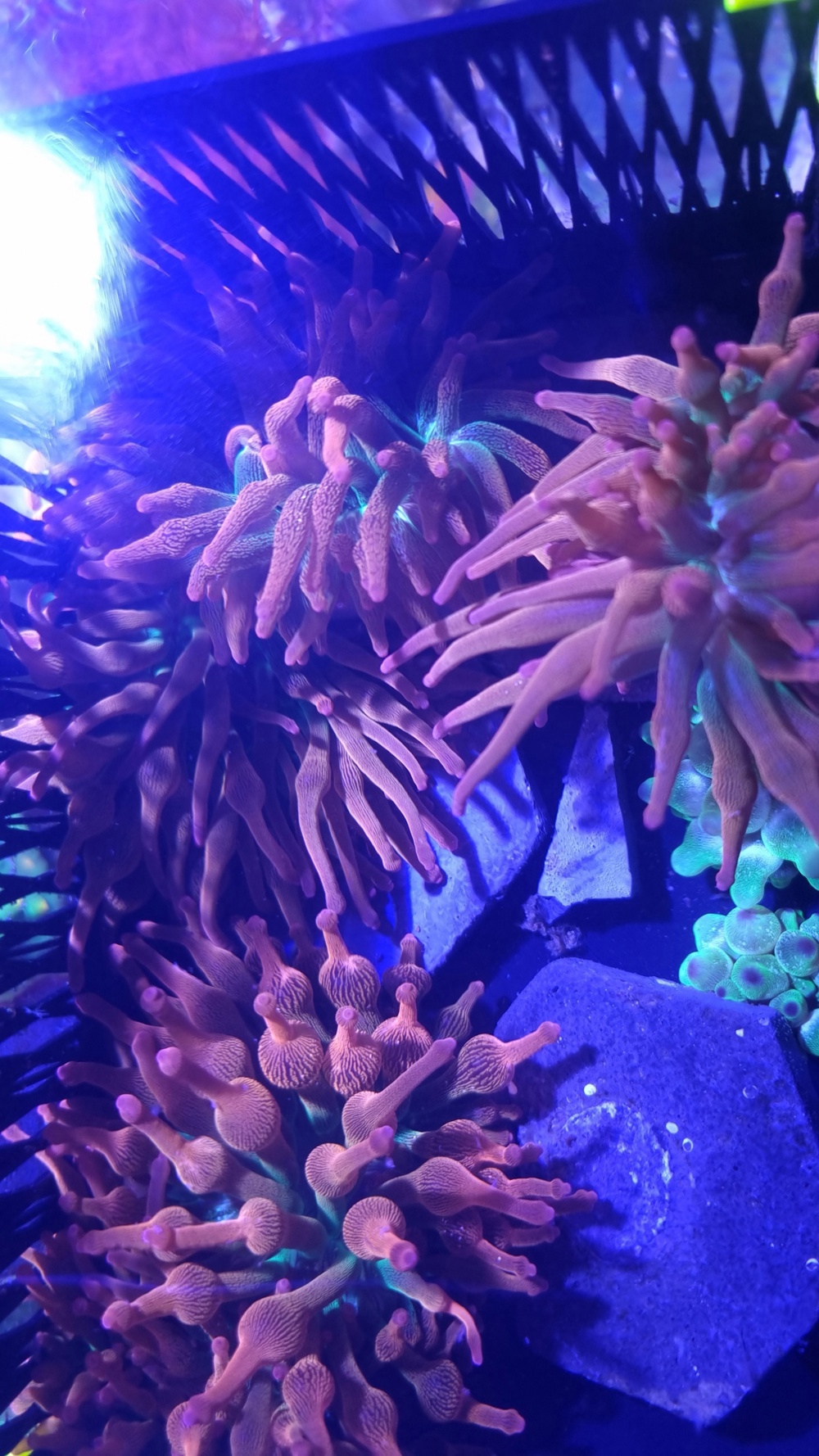 Korallen Anemonen 