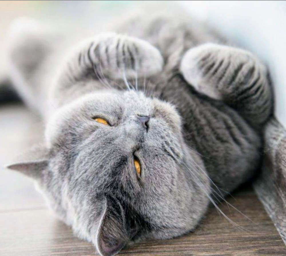 Typvoller,gesunder BKH Deckkater freut sich auf rollige Katzen