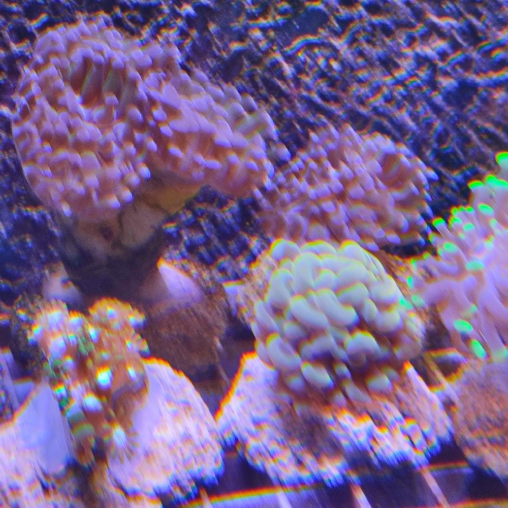  Korallenableger LPS ab 10  