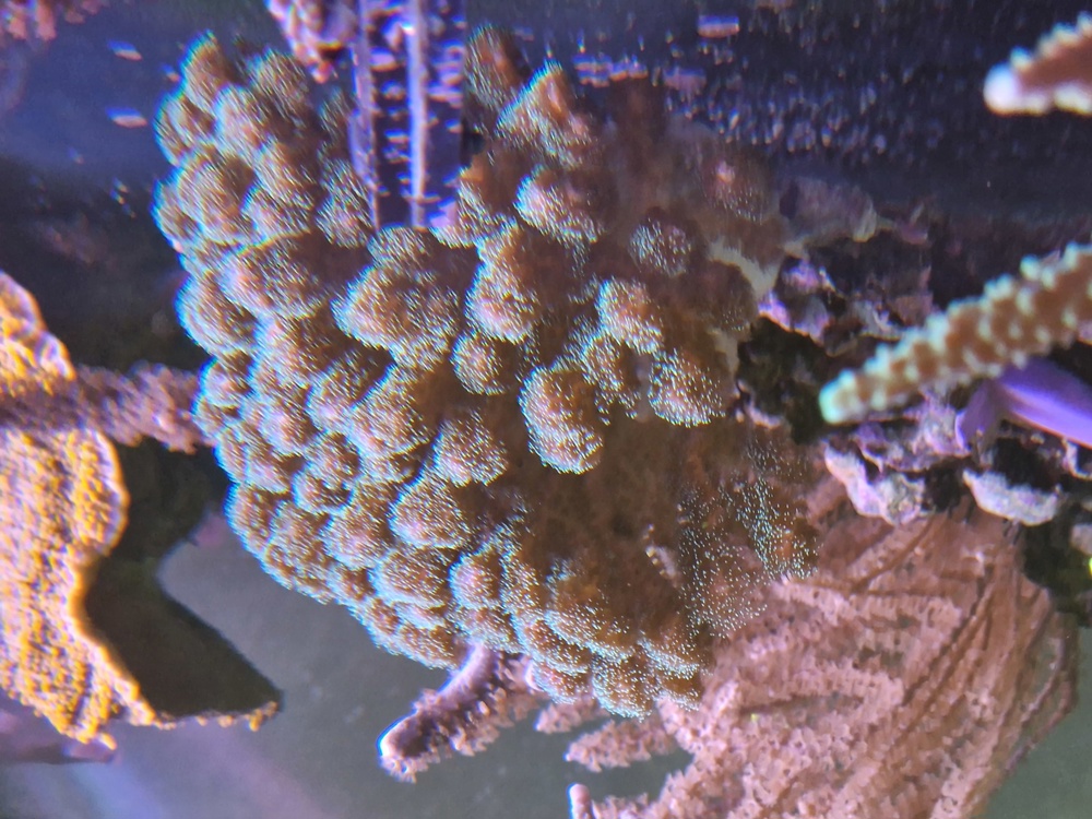 Meerwasser Koralle Poccilopora SPS