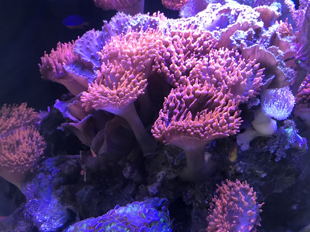 Koralle, Kupferanemone Anemone Blasenanemone