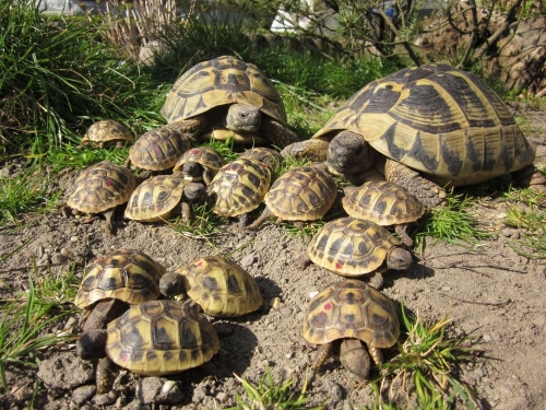Griechische Landschildkröten (thb) abzugeben