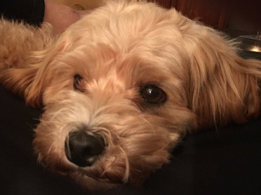 Deckhund Maltipoo 5 Jahre alt mit Deckerfahrung