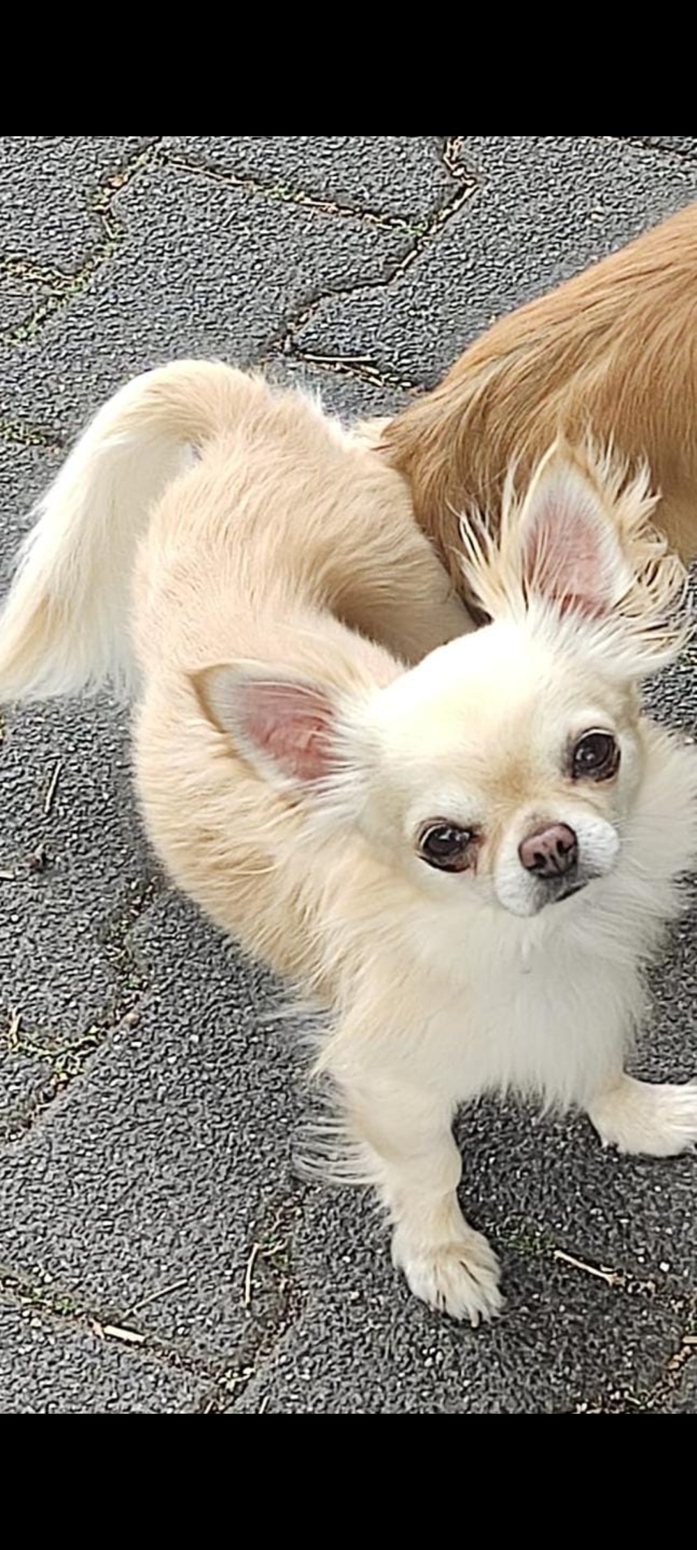 Wunderschöner Chihuahua DECKRÜDE 