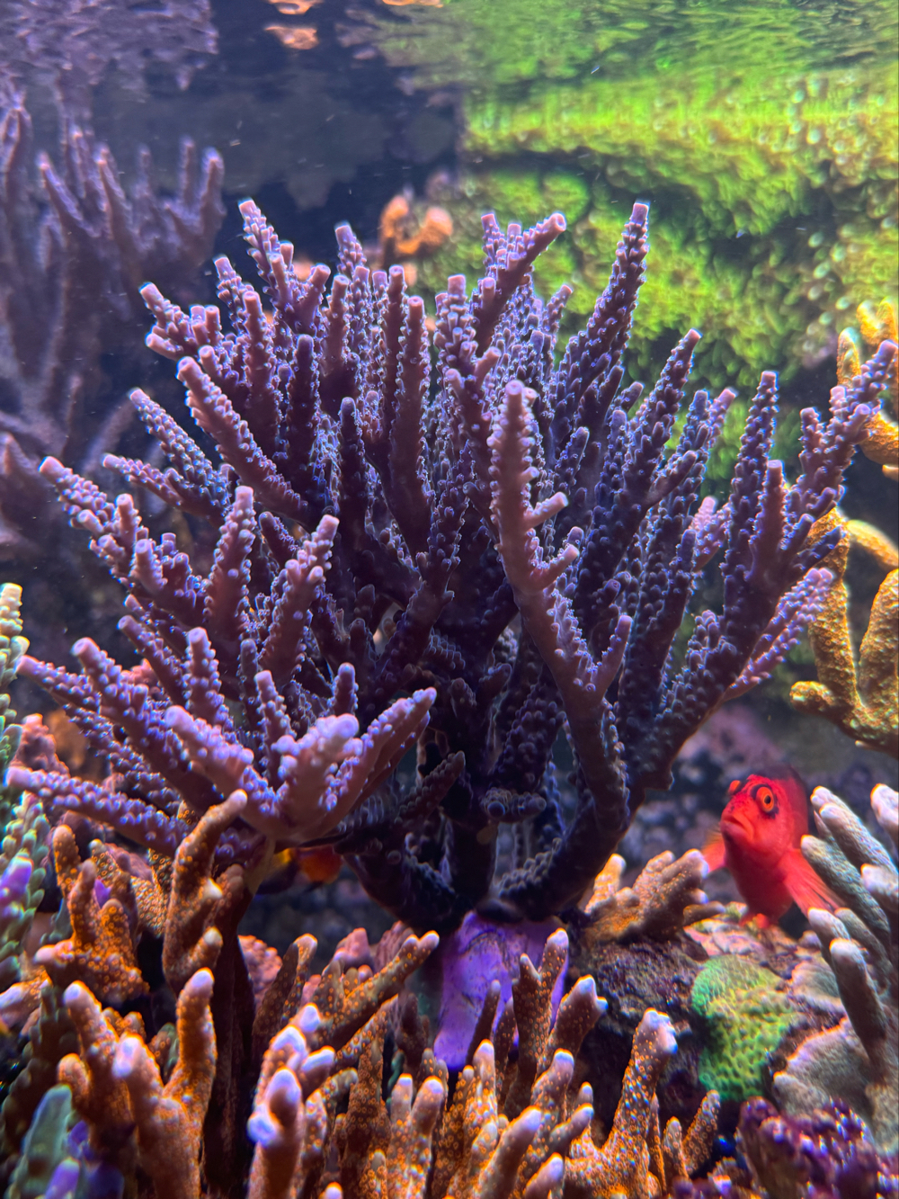 Acropora Blue Ableger SPS Korallen Meerwasser 