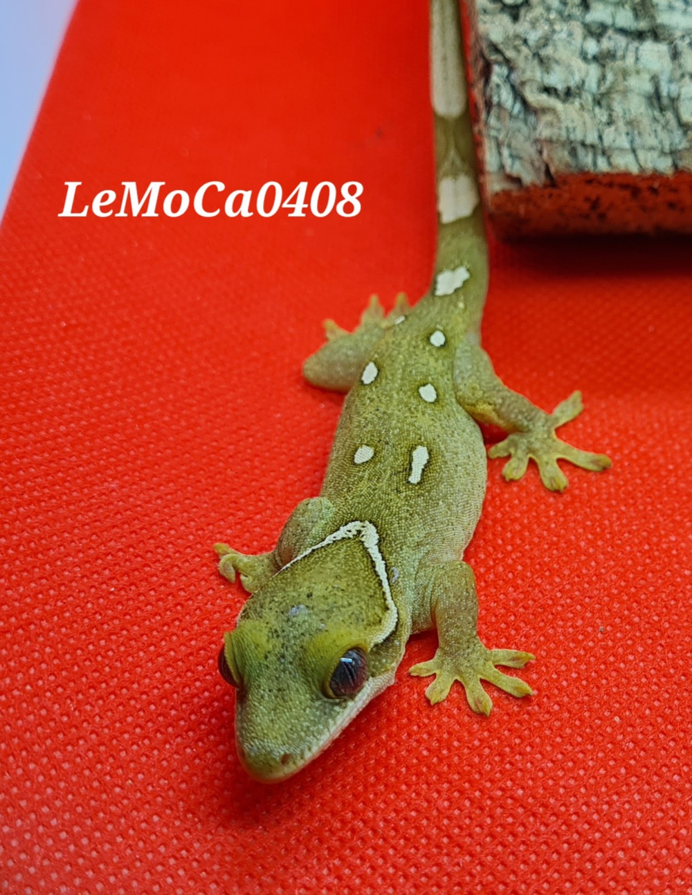 Sarasins Gecko, Correlophus Sarasinorum