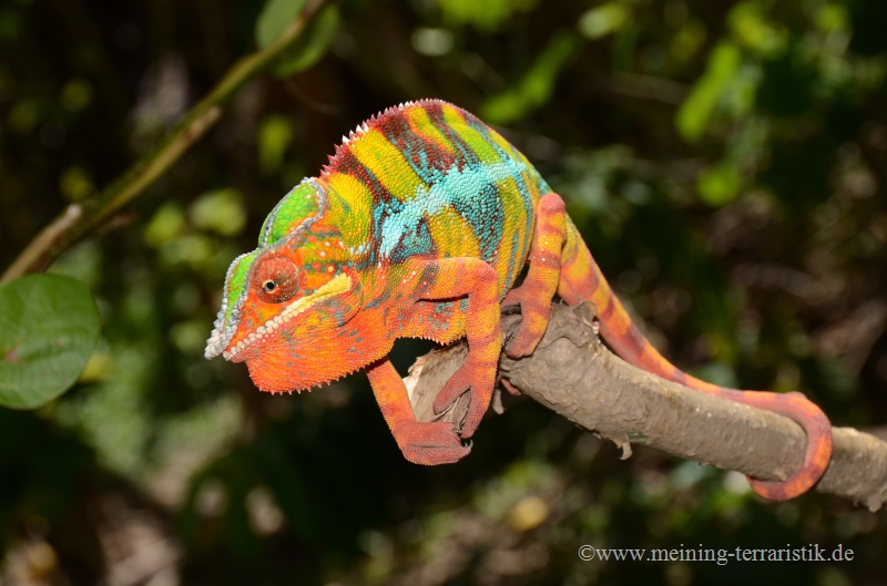 1,0 Furcifer pardalis DNZ 2025 "Ambilobe" Körper ca. 12 cm