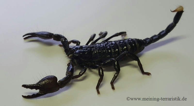 1.0 Pandinus imperator, Kaiserskorpion Körper ca. 7 cm, Skorpion