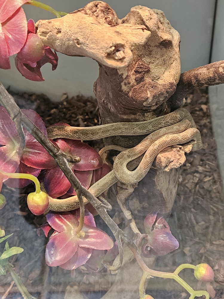 Afrikanische Eierschlange 