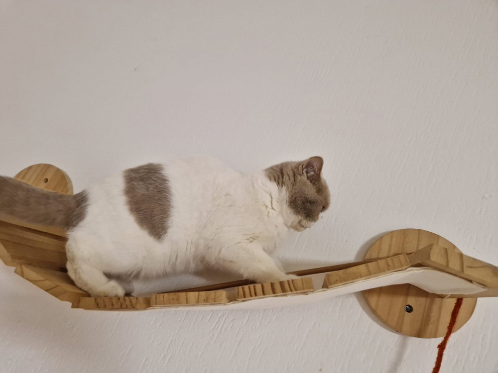 BKH Katze mit Stammbaum