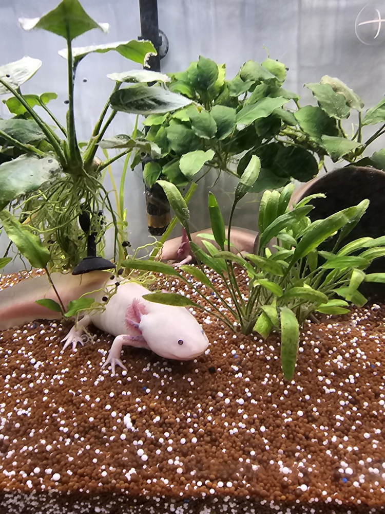 Axolotl mit Aquarium und zubehör